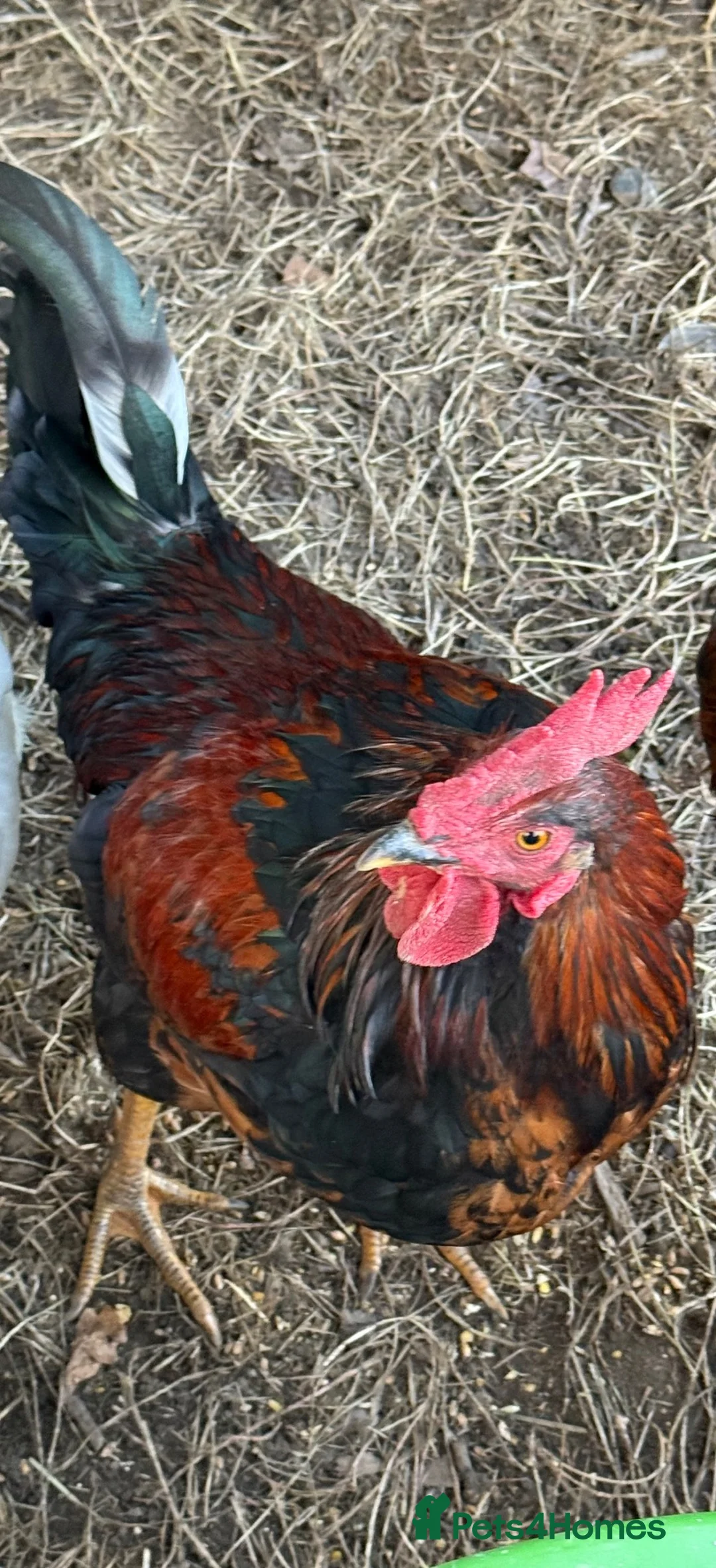 Chickens poultry for sale: Cockerel for sale - Advert 4