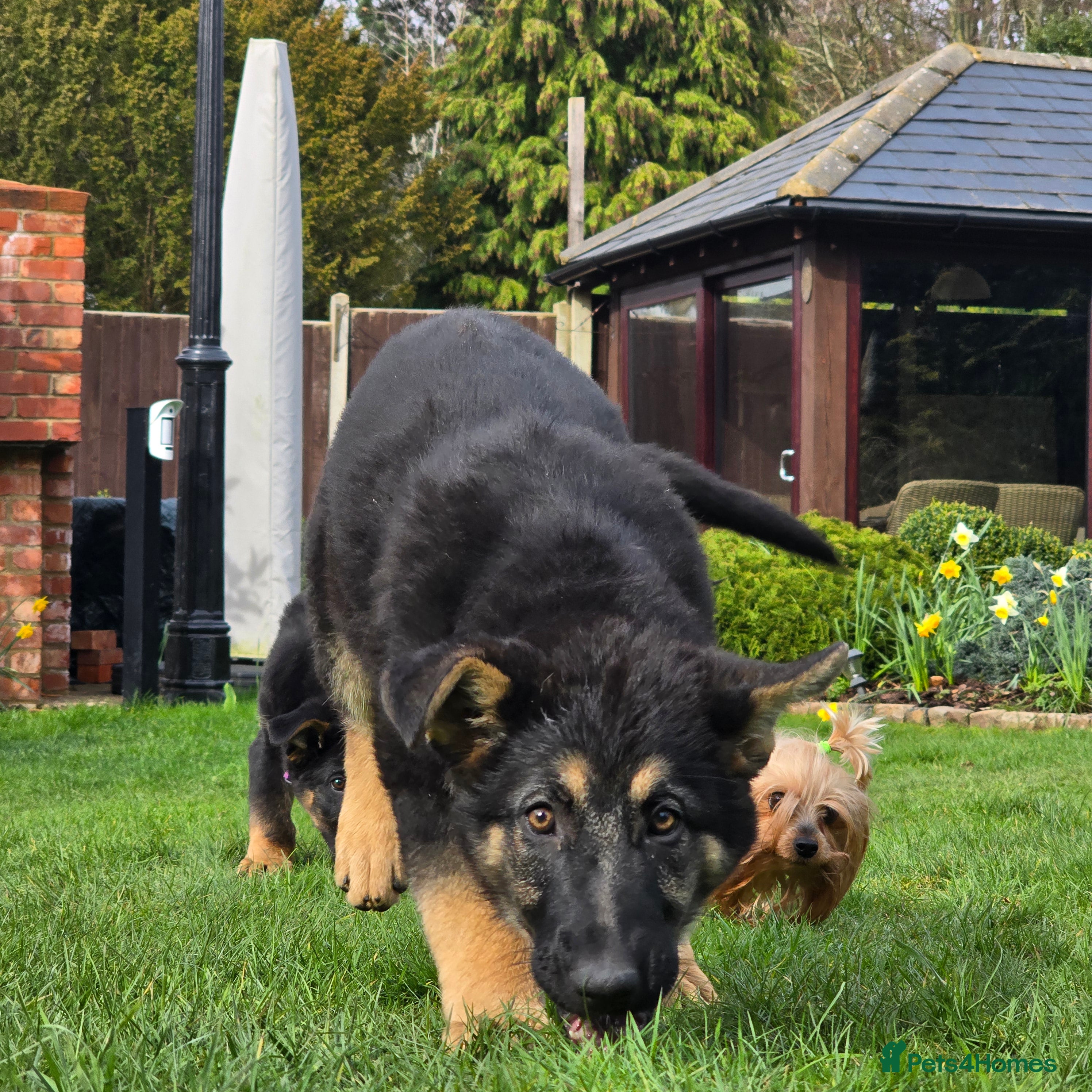 German Shepherd dogs 2 Beautiful GS females 💚💗 ready to go! - Advert 2