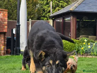 German Shepherd dogs 2 Beautiful GS females 💚💗 ready to go! - Advert 2