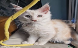 Maine Coon cats for sale: Beautiful Fluffy Maine Coon Kittens - Image 10