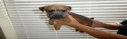 Lakeland Terrier dogs for sale: 2 Perfect Example Lakeland Bitches - Advert 5