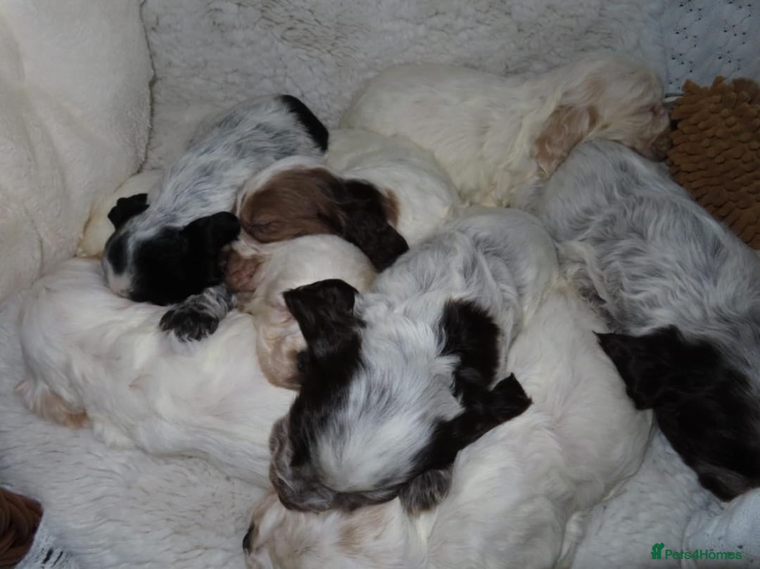 Cocker Spaniel dogs for sale: ❤️‍🔥❤️‍🔥💥Show Type Cocker Spaniel Puppies - Advert 32
