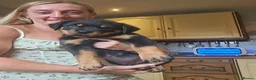 Rottweiler dogs for sale: Strong working line Rottweiler pups for sale in Dartford - Advert 14