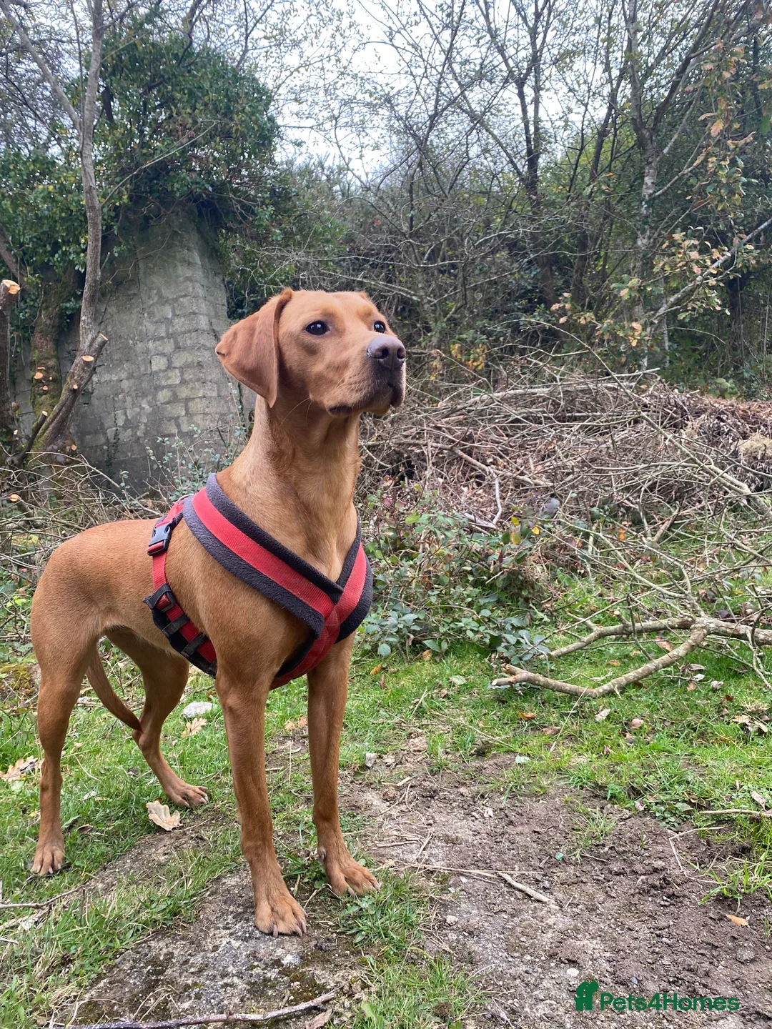 Mixed Breed dogs for sale: 17 Month Female Vizslador for sale  - Advert 1