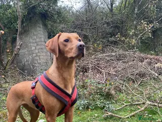 Mixed Breed dogs 17 Month Female Vizslador for sale - Advert 20