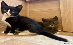 British Shorthair cats for sale: Gorgeous British Shorthair kittens! - Image 9