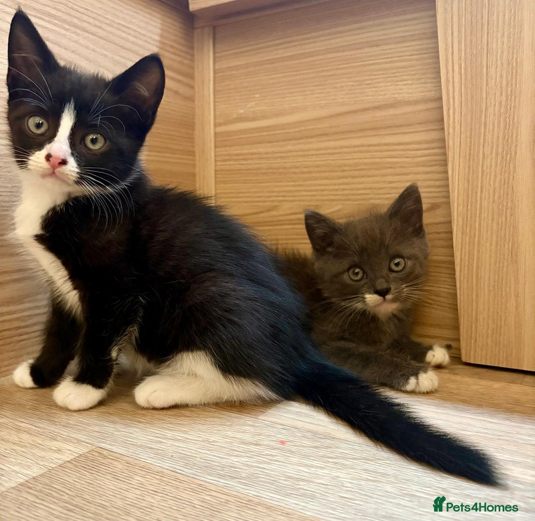 British Shorthair cats for sale: Gorgeous British Shorthair kittens! - Image 9