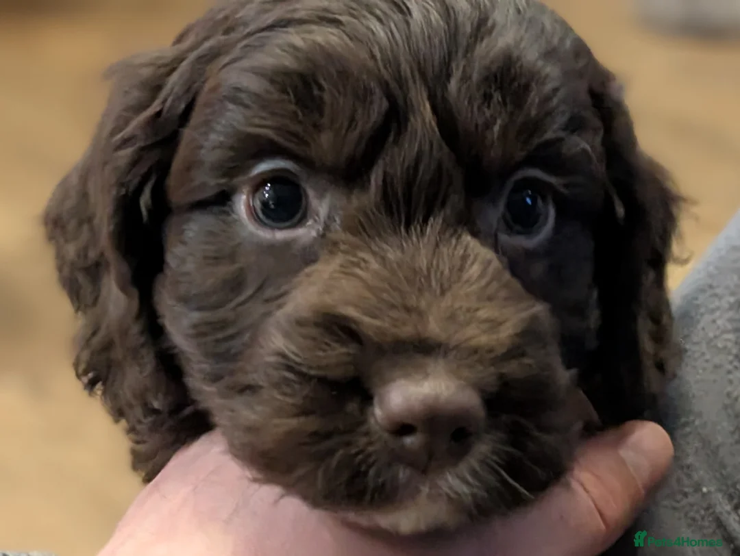 Cockapoo dogs for sale: Licensed breeder, health tested F1 cockapoo pups - Advert 3