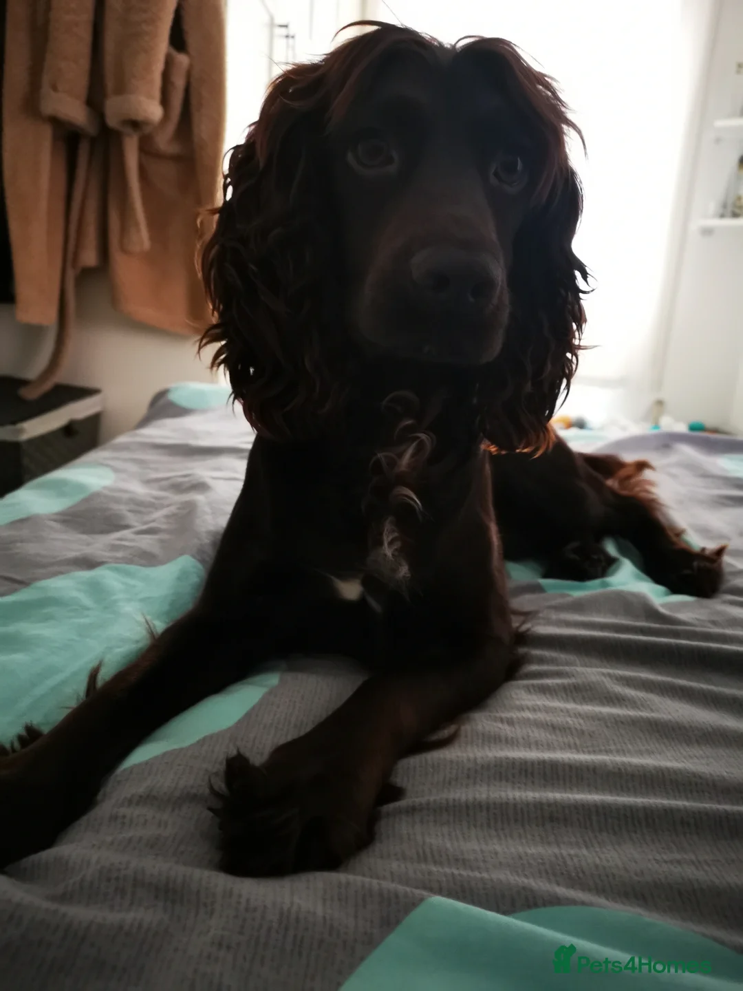 Cocker Spaniel dogs for sale: KC Working Cocker Spaniels - Advert 1