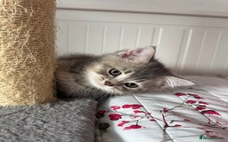 British Shorthair cats for sale: 5 Adorable British Shorthair Kittens - Image 15