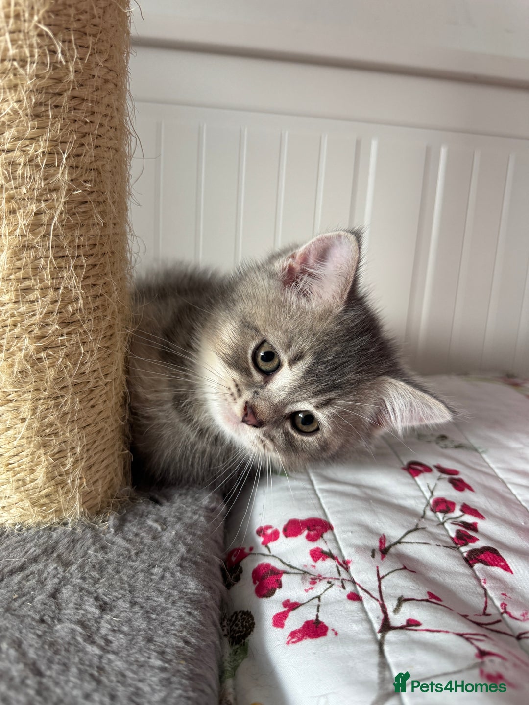 British Shorthair cats for sale: 5 Adorable British Shorthair Kittens - Image 15