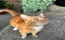 Domestic Shorthair cats for sale: 5 Beautiful fluffy Kittens - Image 16