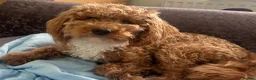 Miniature Poodle dogs for sale: Beautiful 10 month old poodle puppy for sale  in Cramlington - Advert 2
