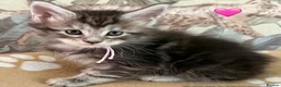 Maine Coon cats for stud: Elite GCCF & TICA Blue Silver Mackerel Tabby - Advert 6
