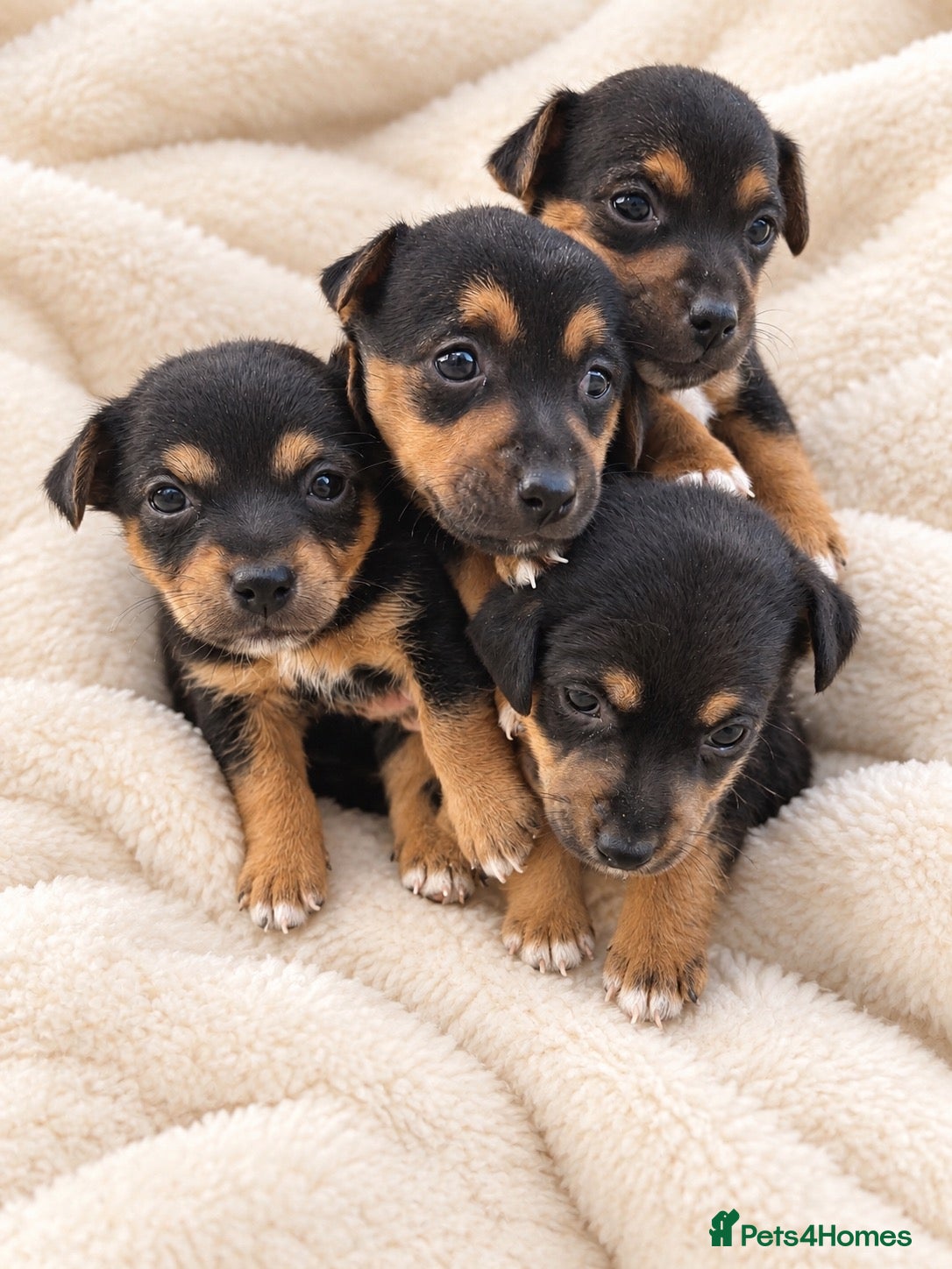 Jack Russell dogs Beautiful miniature Jack russels  - Advert 1