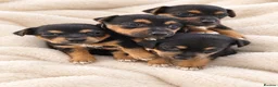 Jack Russell dogs for sale: Beautiful miniature Jack russels  in Wisbech - Advert 1