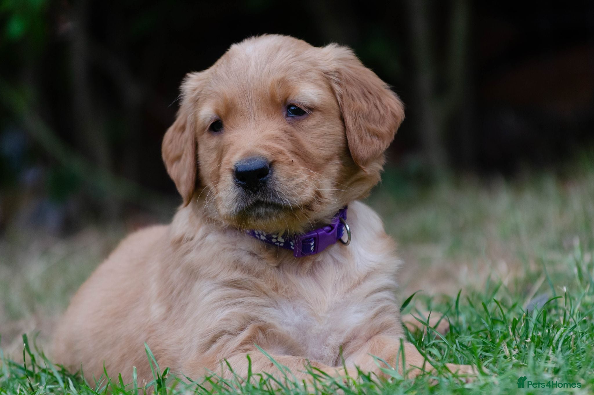 Golden Retriever dogs  GOLDEN RETREVER KC PUPPIES - Advert 12