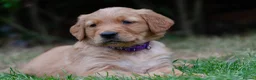 Golden Retriever dogs for sale: READY GOLDEN RETREVER KC PUPPIES - Advert 16