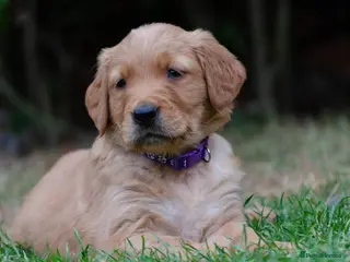 Golden Retriever dogs GOLDEN RETREVER KC PUPPIES - Advert 12