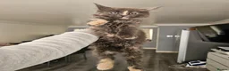Maine Coon cats for sale: pure MAINE COONS - Advert 15