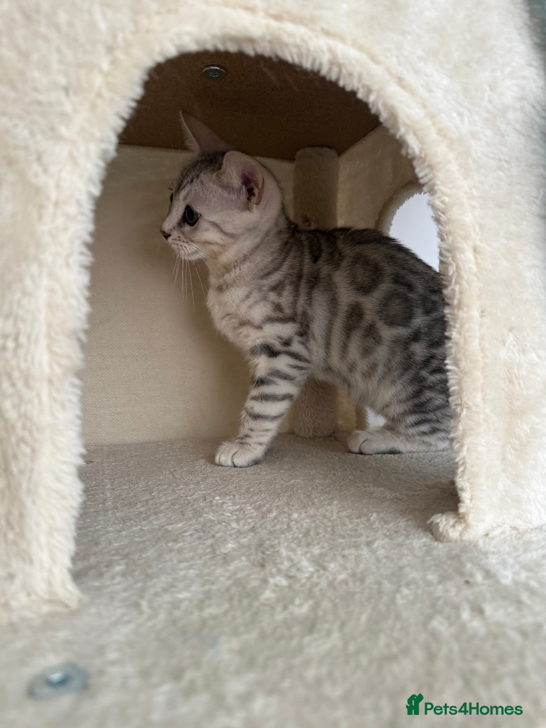 Bengal cats for sale: Beautiful Bengal kittens  in Cambridge - Image 6
