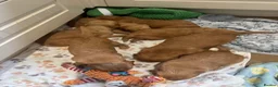 Golden Retriever dogs for sale: KC working line from health tested parents  in Saltburn-by-the-Sea - Advert 4