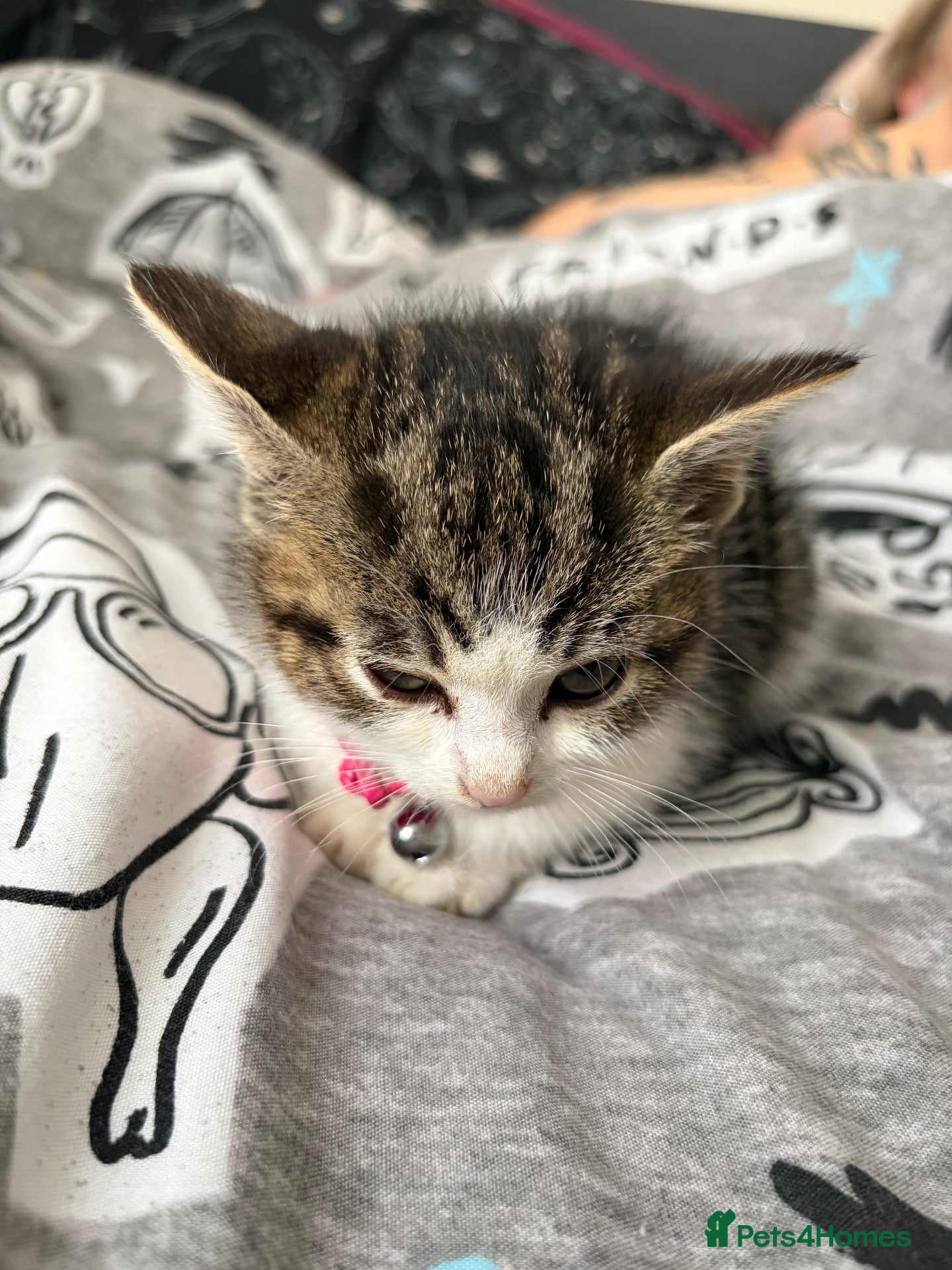 Domestic Shorthair cats Ellie tabby/white - Advert 6