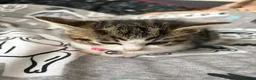 Domestic Shorthair cats for sale: Ellie tabby/white - Advert 1