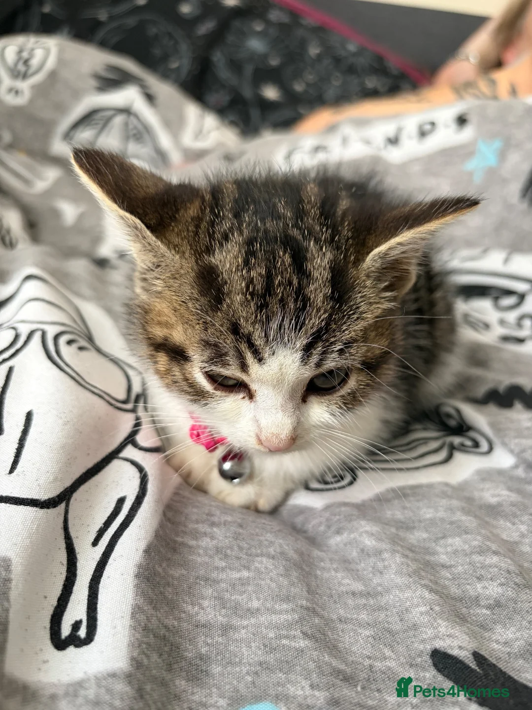 Domestic Shorthair cats for sale: Ellie tabby/white - Advert 1