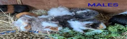 Guinea Pig rodents for sale: Beautiful Baby Guinea Pigs - Males  - Advert 14