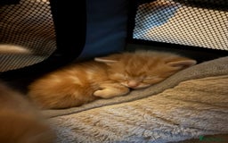 Mixed Breed cats for sale: Adorable fluffy ginger kittens  - Image 11