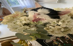 Mixed Breed cats for sale: Gorgeous 2 year old male lap cat  - Image 8