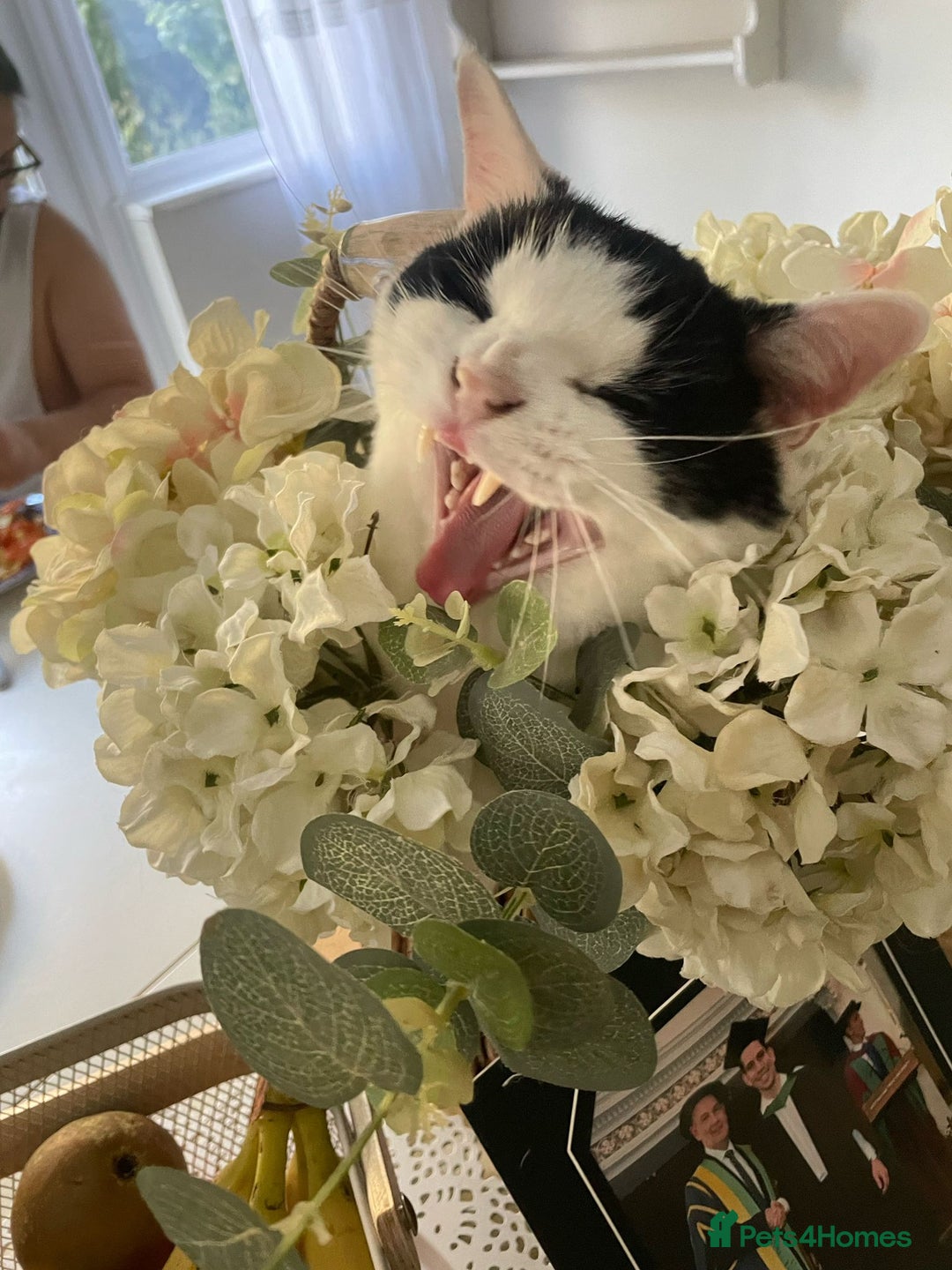 Mixed Breed cats for sale: Gorgeous 2 year old male lap cat  - Image 8