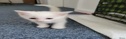 Mixed Breed cats for sale: kittens for sale  - Advert 9
