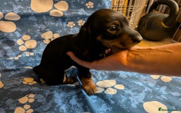 Dachshund dogs for sale: Dachshund Puppies - Image 14