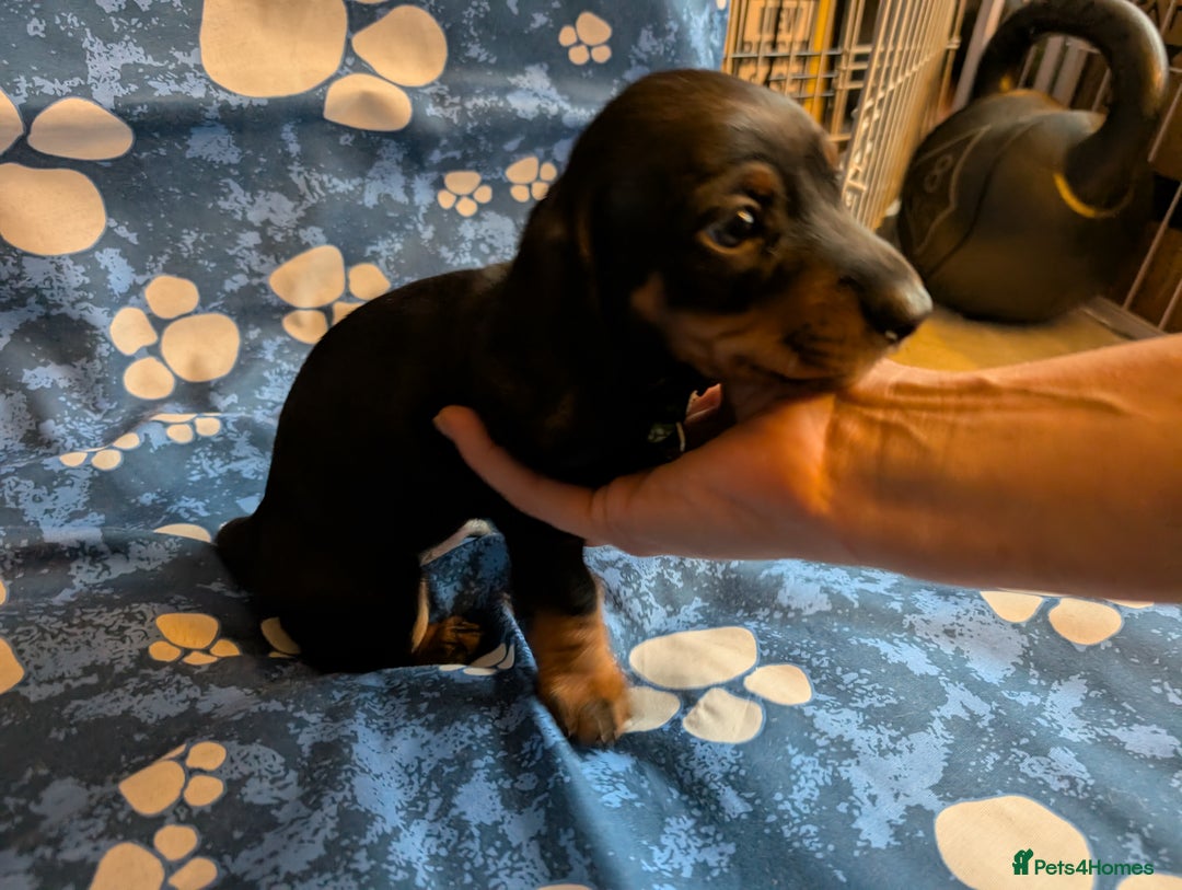 Dachshund dogs for sale: Dachshund Puppies - Image 14