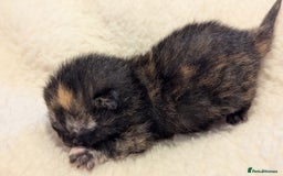 Mixed Breed cats for sale: Beautiful litter of kittens - Image 16