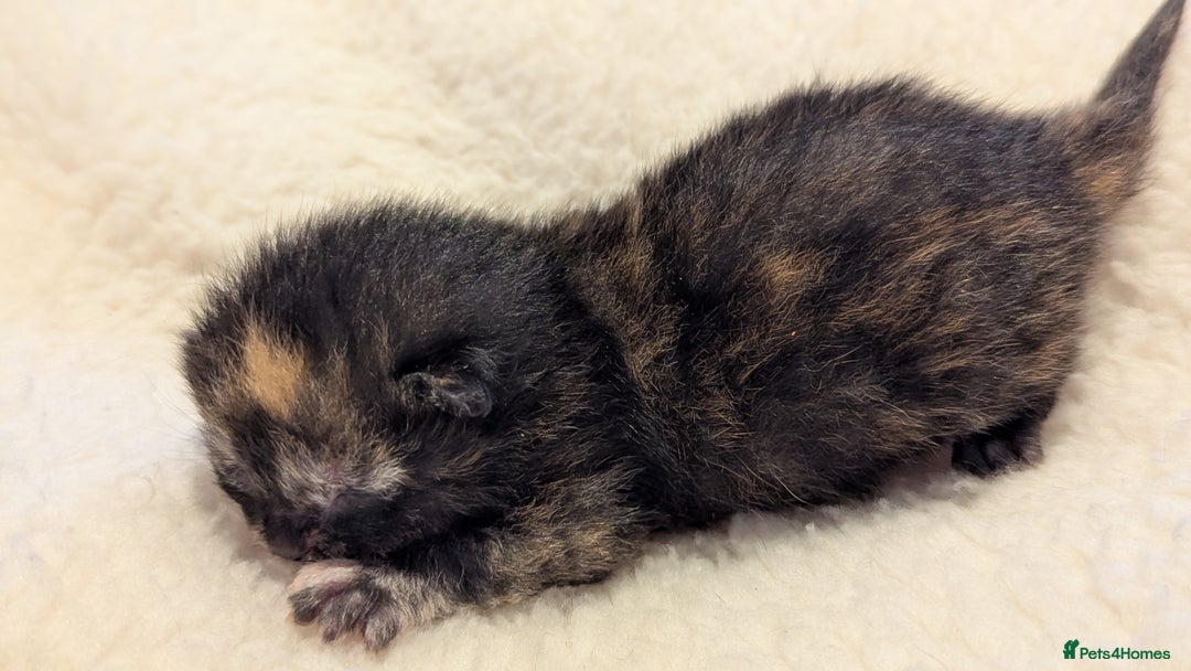 Mixed Breed cats for sale: Beautiful litter of kittens - Image 16