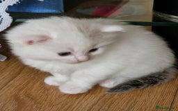 Mixed Breed cats for sale: Rare Norwegian Forest ×Ragdoll Kitten - Image 9