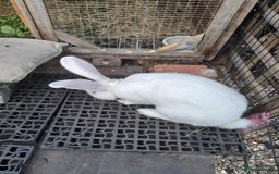 Continental Giant rabbits for sale: Beautiful Giant Continental Babies - Image 9