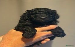 Cockapoo dogs for sale: Beautiful f1b cockapoos  - Image 3