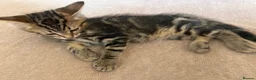 Mixed Breed cats for sale: 3 adorable kittens for sale - Advert 1