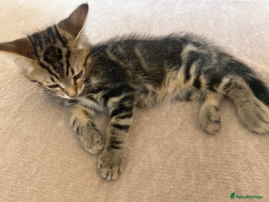 Mixed Breed cats for sale: 3 adorable kittens for sale - Advert 1