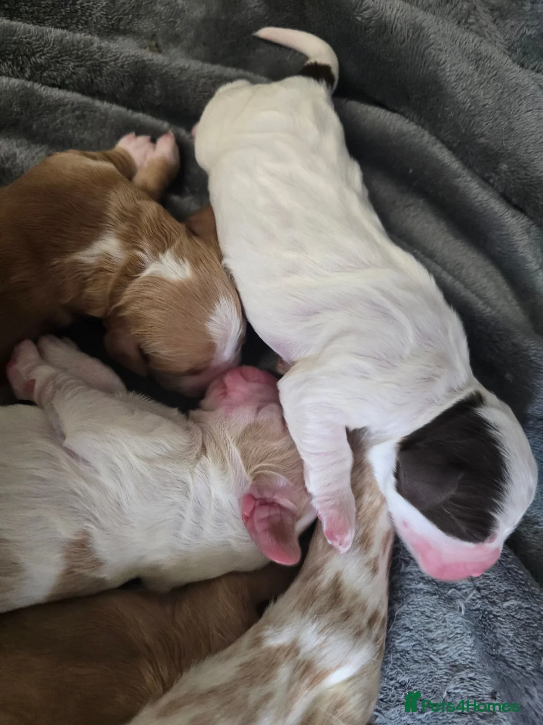 Cocker Spaniel dogs for sale: 4 beautiful cocker spaniel puppies - Advert 14
