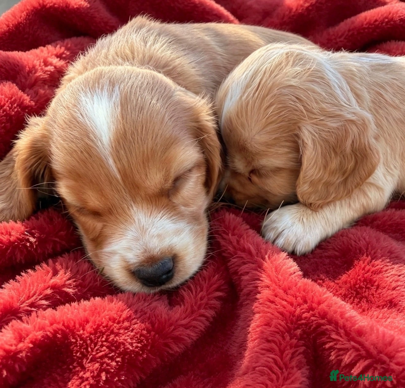 Cocker Spaniel dogs Adorable working cocker spaniels  - Advert 1