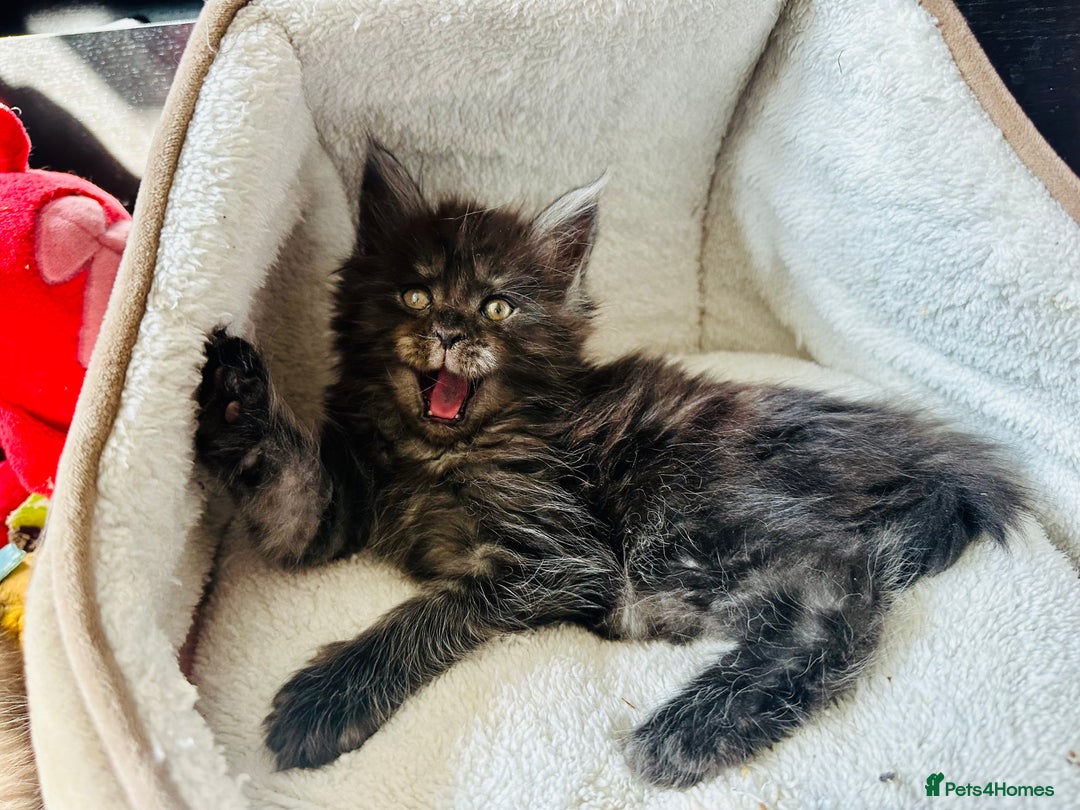 Maine Coon cats for sale: Mainecoon kittens  - Image 6