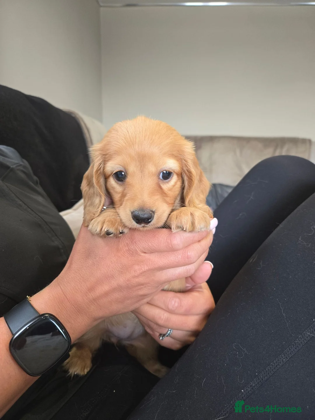 Miniature Dachshund dogs for sale: ❤️KC registered miniature dachshund puppies❤️ - Advert 2
