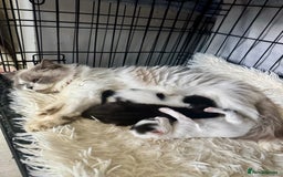 Persian cats for sale: Persian x kittens - Image 30