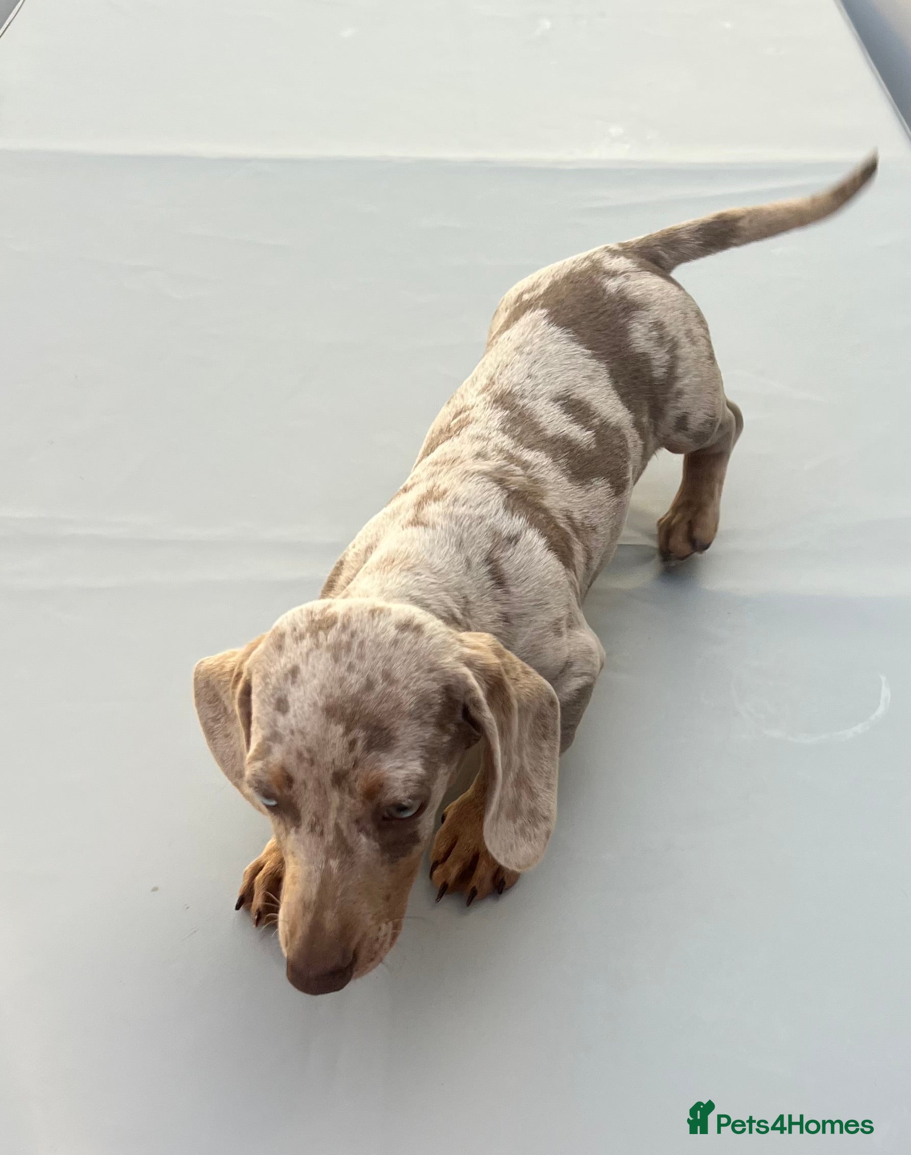 Miniature Dachshund dogs for sale: Miniature dachshund - Advert 7