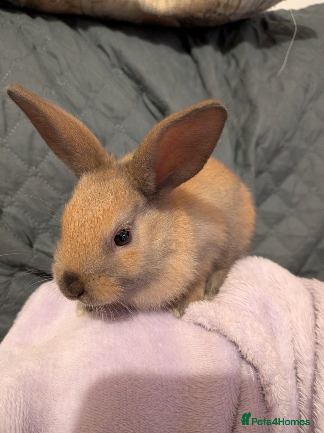 Mixed Breed rabbits for sale: 3 mixed baby rabbits - Advert 4